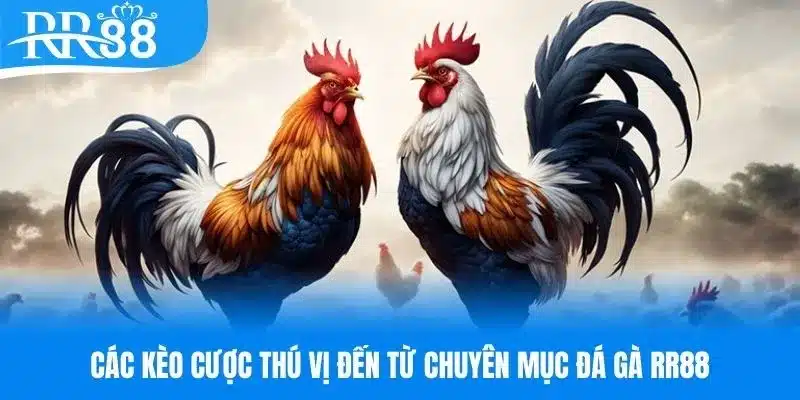 Các kèo cược đá gà RR88 cực hot&nbsp;